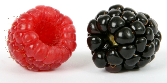Red raspberry showing a hollow center - Blackberry showing the core