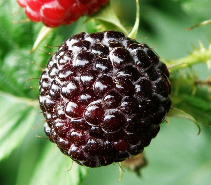 Close up shot of a black raspberry