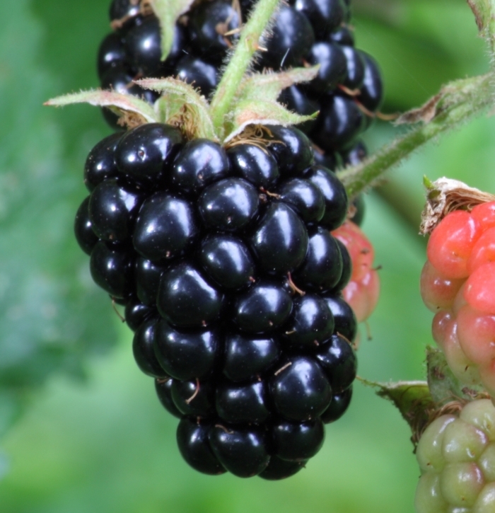 Close up shot of a blackberry